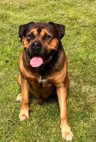 Caruso - Deutscher Boxer, Rottweiler - Bild 2