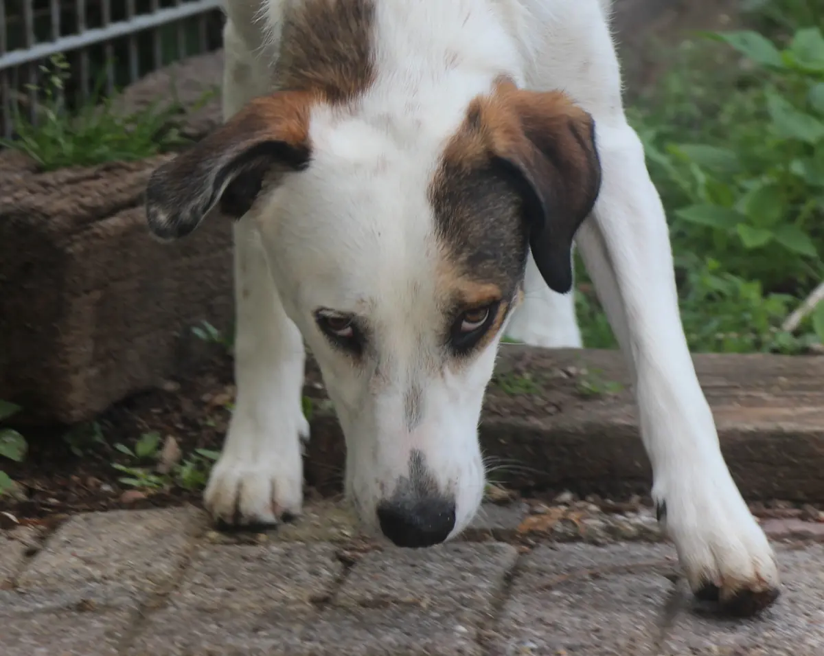 Benny -  - Bild 3