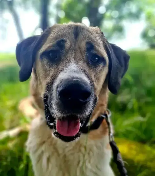 Kangal-Hirtenhund-Mix Talos