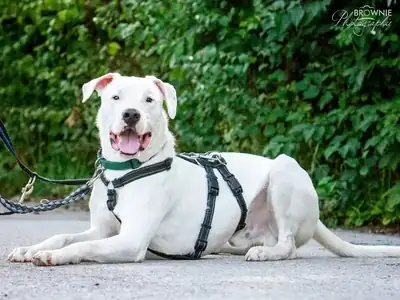 Bones – Dogo Argentino – Bild 18