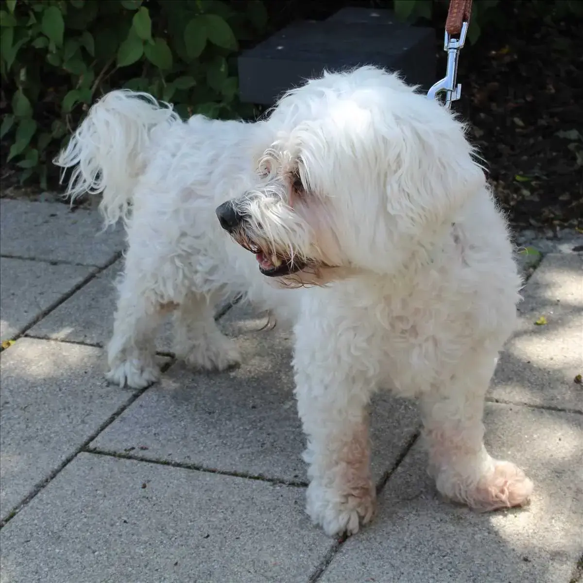 Fritzi -  - Bild 1