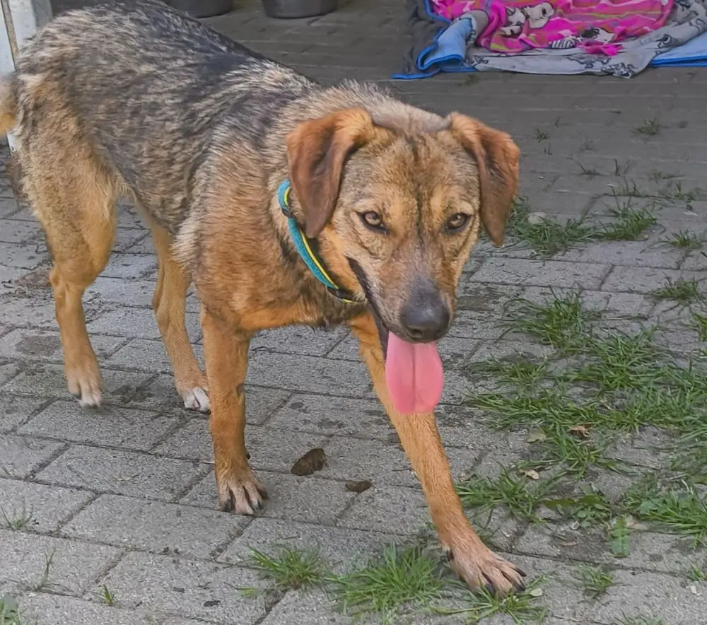 Nika -  - Bild 1