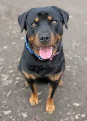 Aragon - Rottweiler - Bild 1