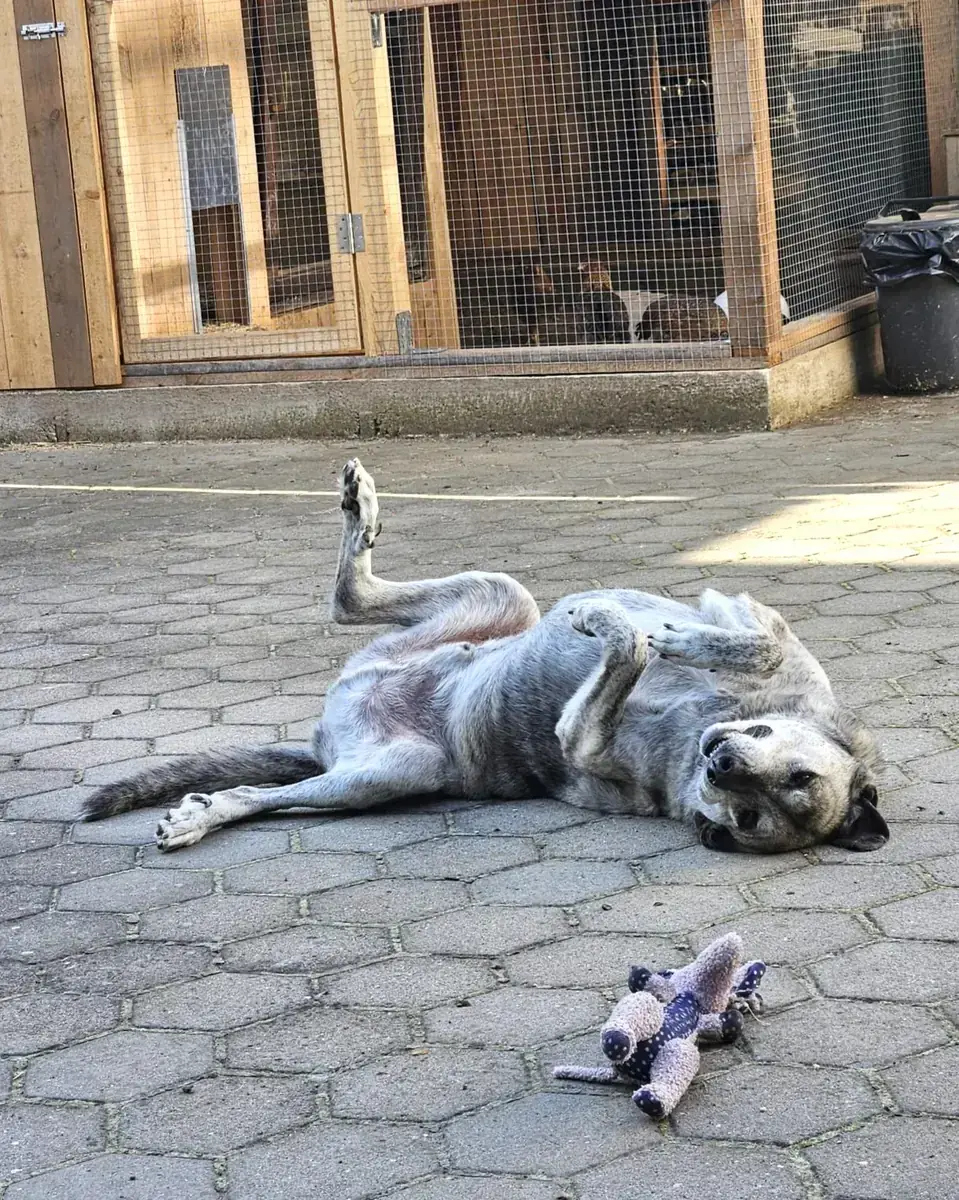 Lucky -  - Bild 4