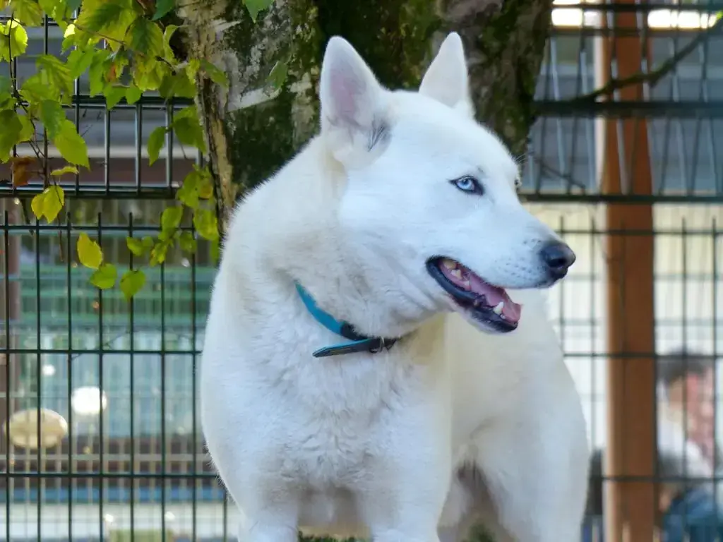 Loki - Siberian Husky - Bild 1