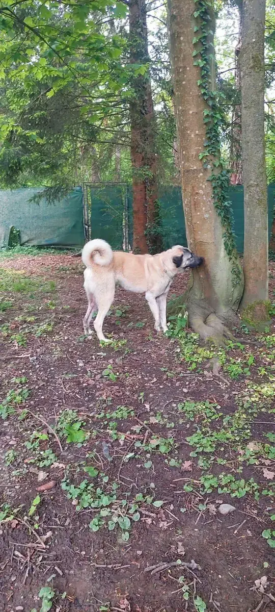 Matilda - Kangal-Hirtenhund - Bild 3