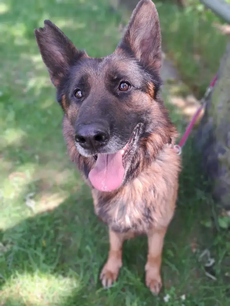 Kayo - Deutscher Schäferhund - Bild 3