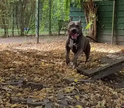 Dan – Hund – Bild 7