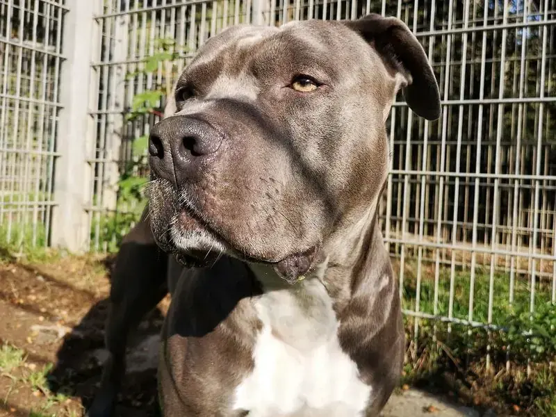 Rocky - American Staffordshire Terrier - Bild 1