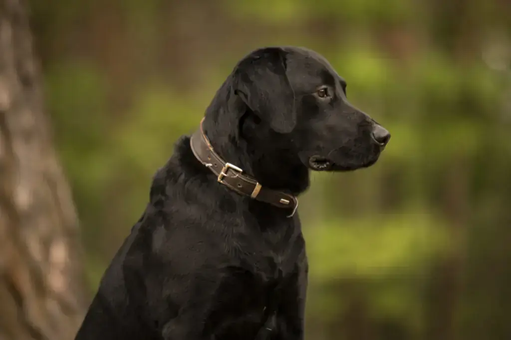 Maggeroni - Labrador Retriever - Bild 1