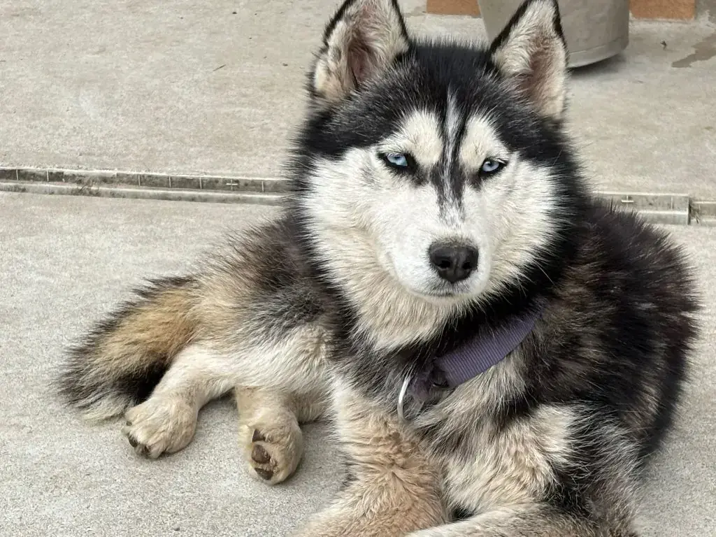 Suki - Siberian Husky - Bild 2