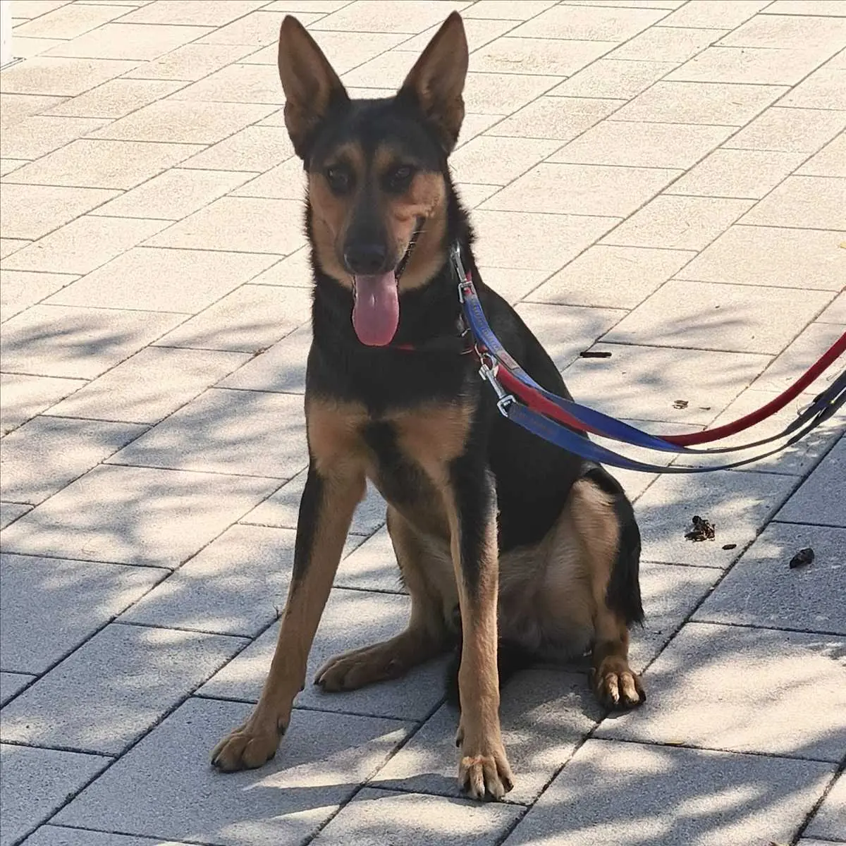Louis - Deutscher Schäferhund - Bild 4