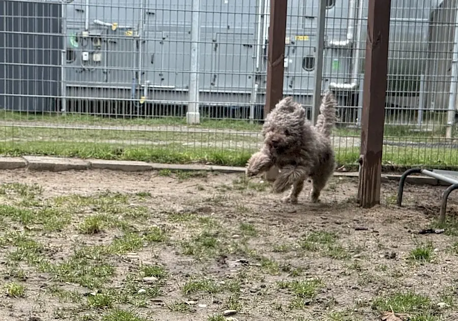 Julien - Lagotto Romagnolo - Bild 4