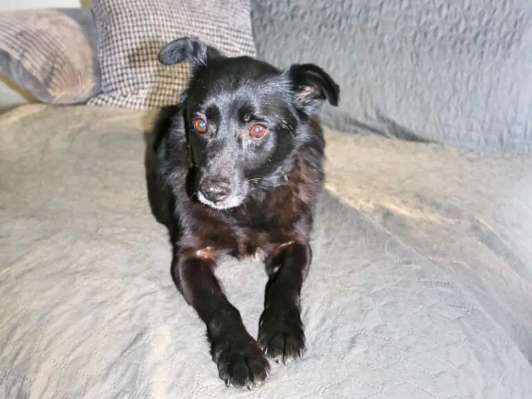 Pety -  - Bild 3