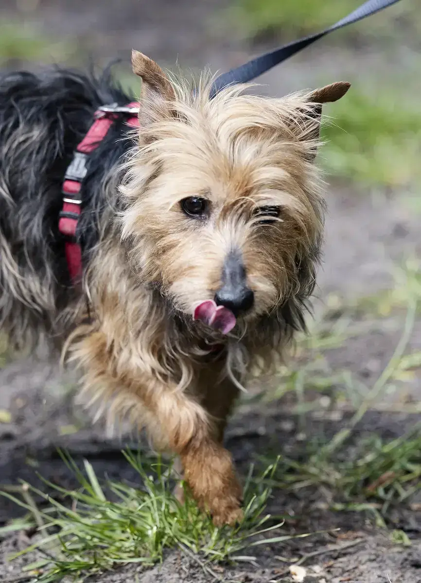 Yorkshire Terrier-Mix Gofio