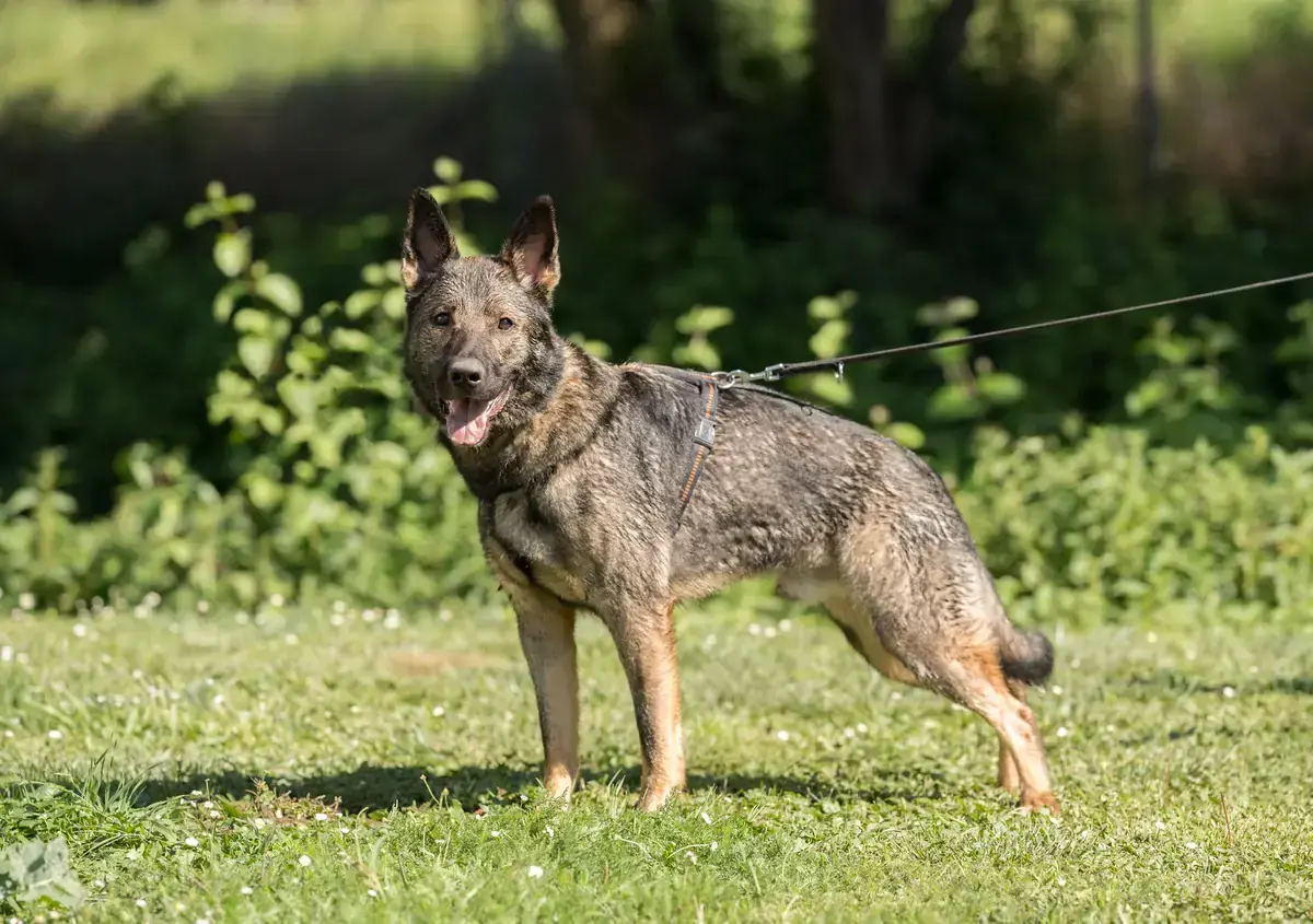 Titus -  - Bild 1