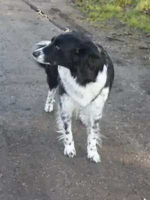 Emmi – Hund – Bild 2