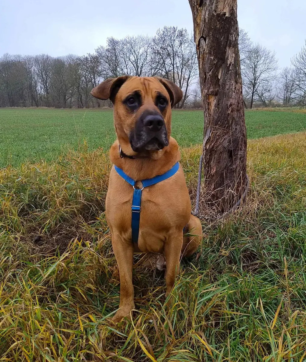 Balu - Deutscher Schäferhund - Bild 1