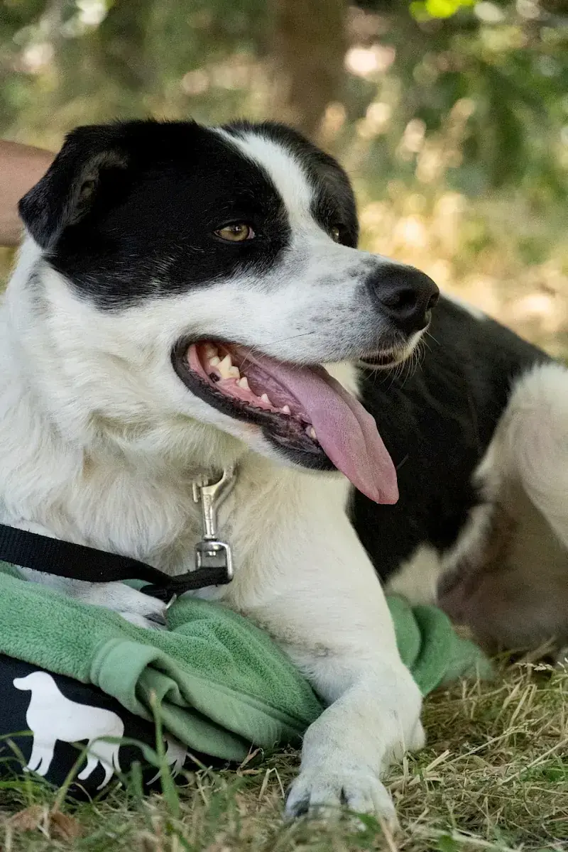 Charly -  - Bild 13