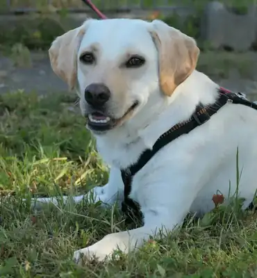 Labrador Retriever-Mix Sansa