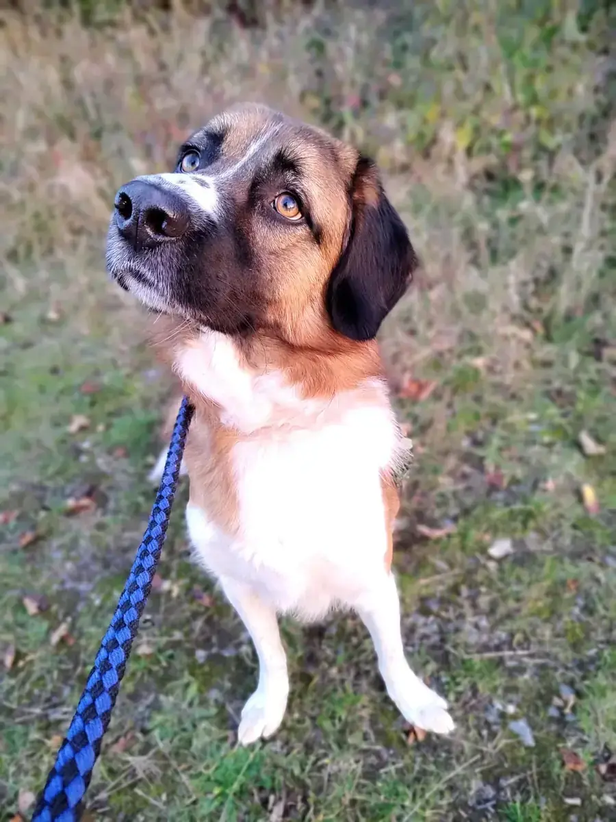 Buddy -  - Bild 6