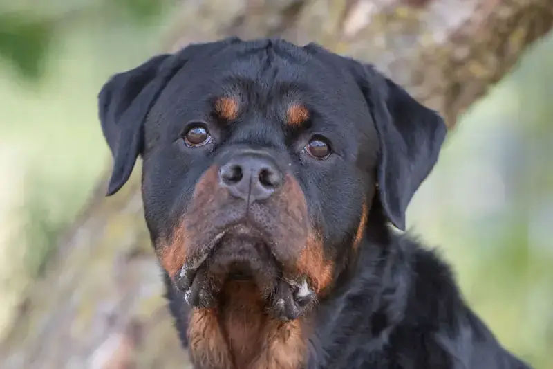 Donut - Rottweiler - Bild 3