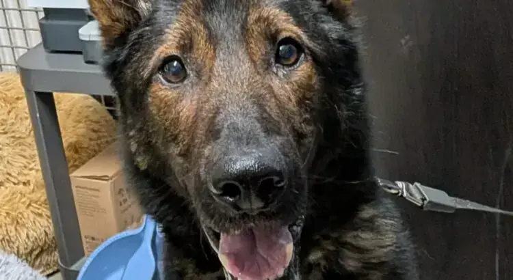 Corey – Deutscher Schäferhund – Bild 3