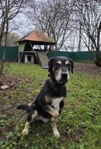 Chicco -  - Bild 2