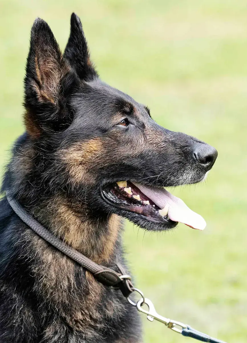 Miko - Deutscher Schäferhund - Bild 3