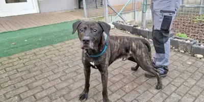 Kovo – Labrador Retriever – Bild 3