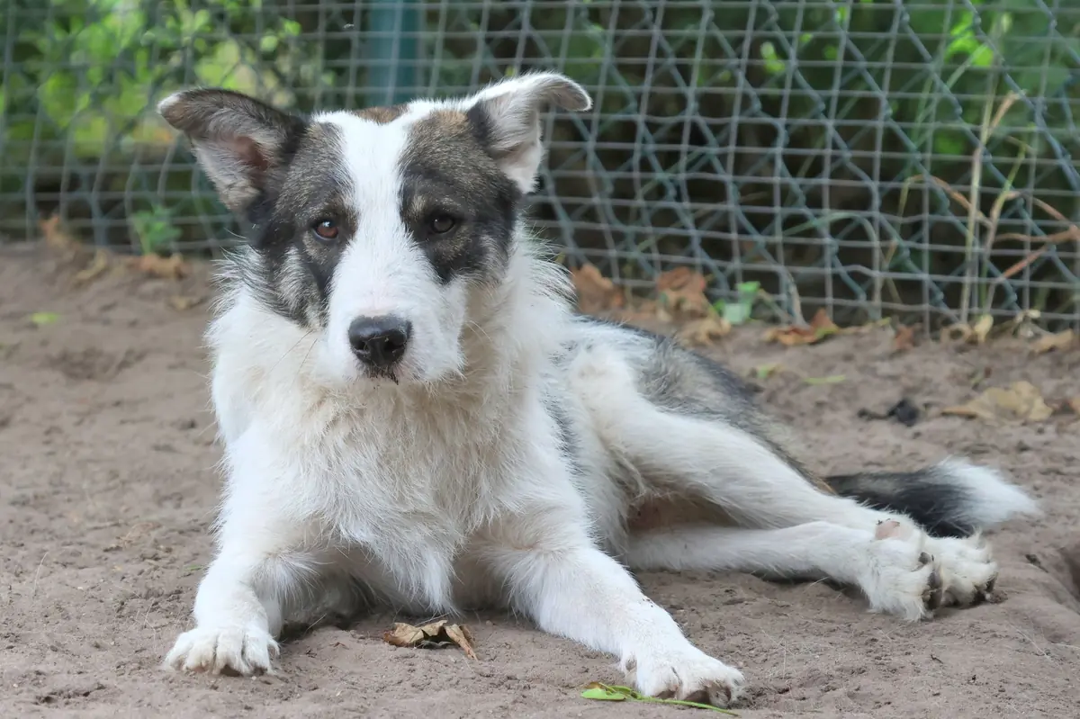 Ruby -  - Bild 2