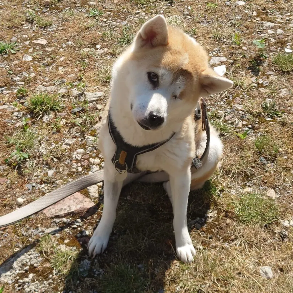 Shiva - Shiba - Bild 2