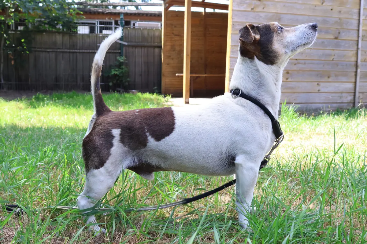 Grumpy - Jack Russell Terrier - Bild 3