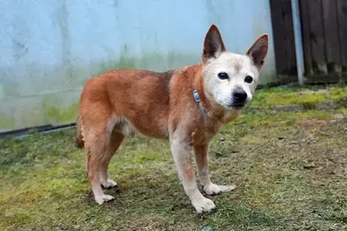Mix Buddy
