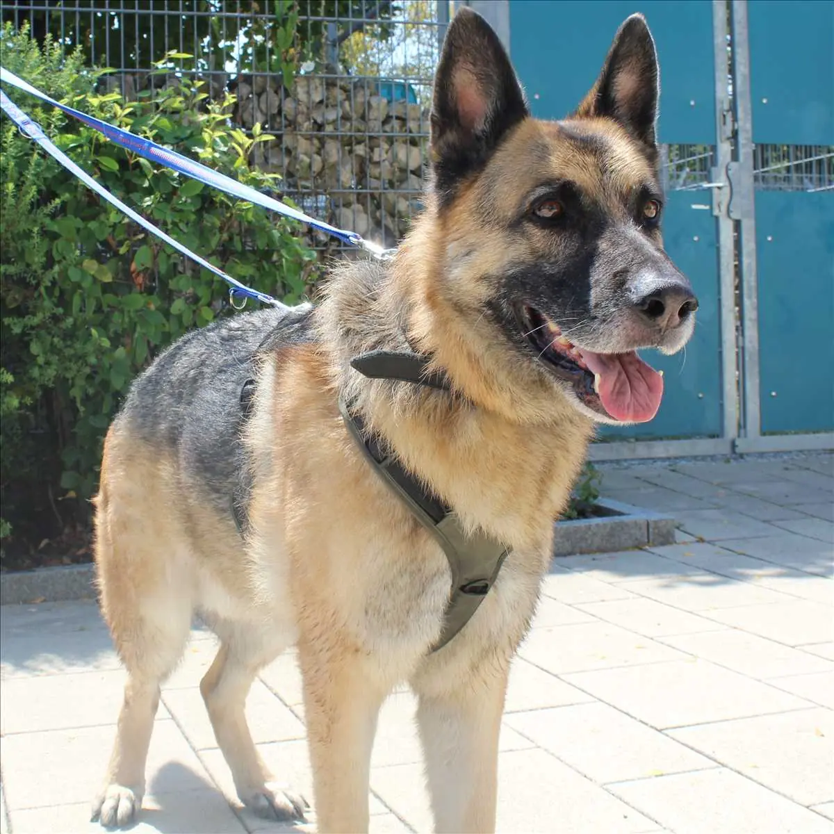 Leopold - Deutscher Schäferhund - Bild 2