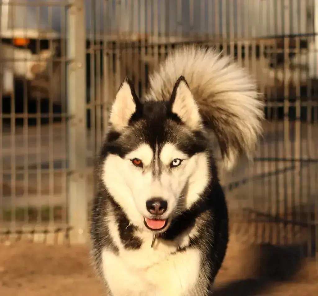 Selah – Siberian Husky – Bild 2