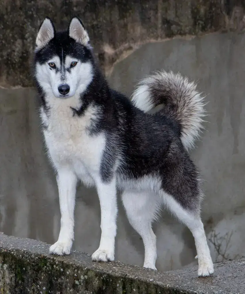 Siberian Husky Yukon