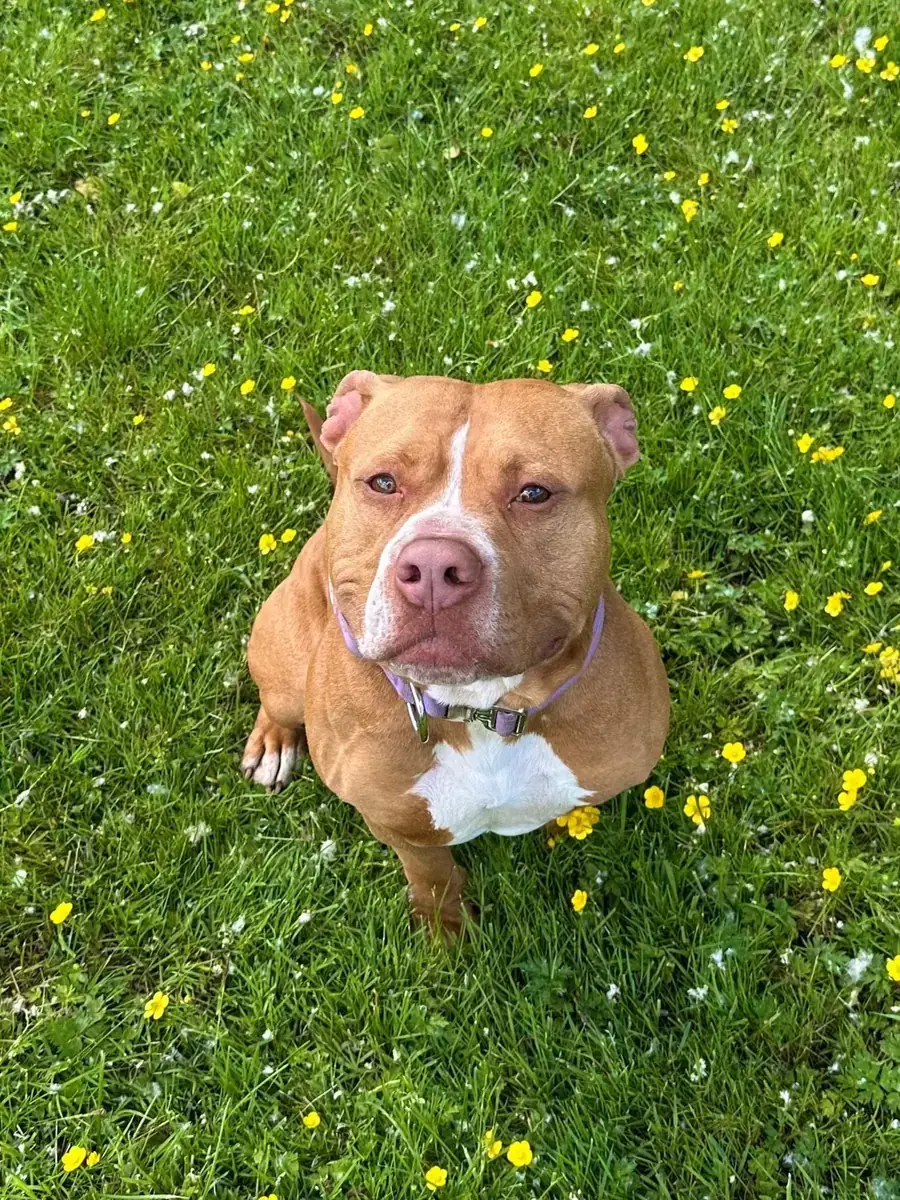 Elliot - American Staffordshire Terrier - Bild 4