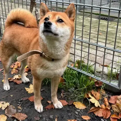 Shiba Susann