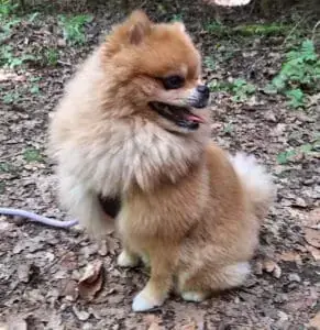 Simba -  - Bild 1