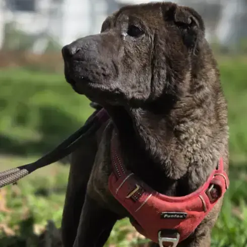 Momo - Shar-Pei - Bild 2