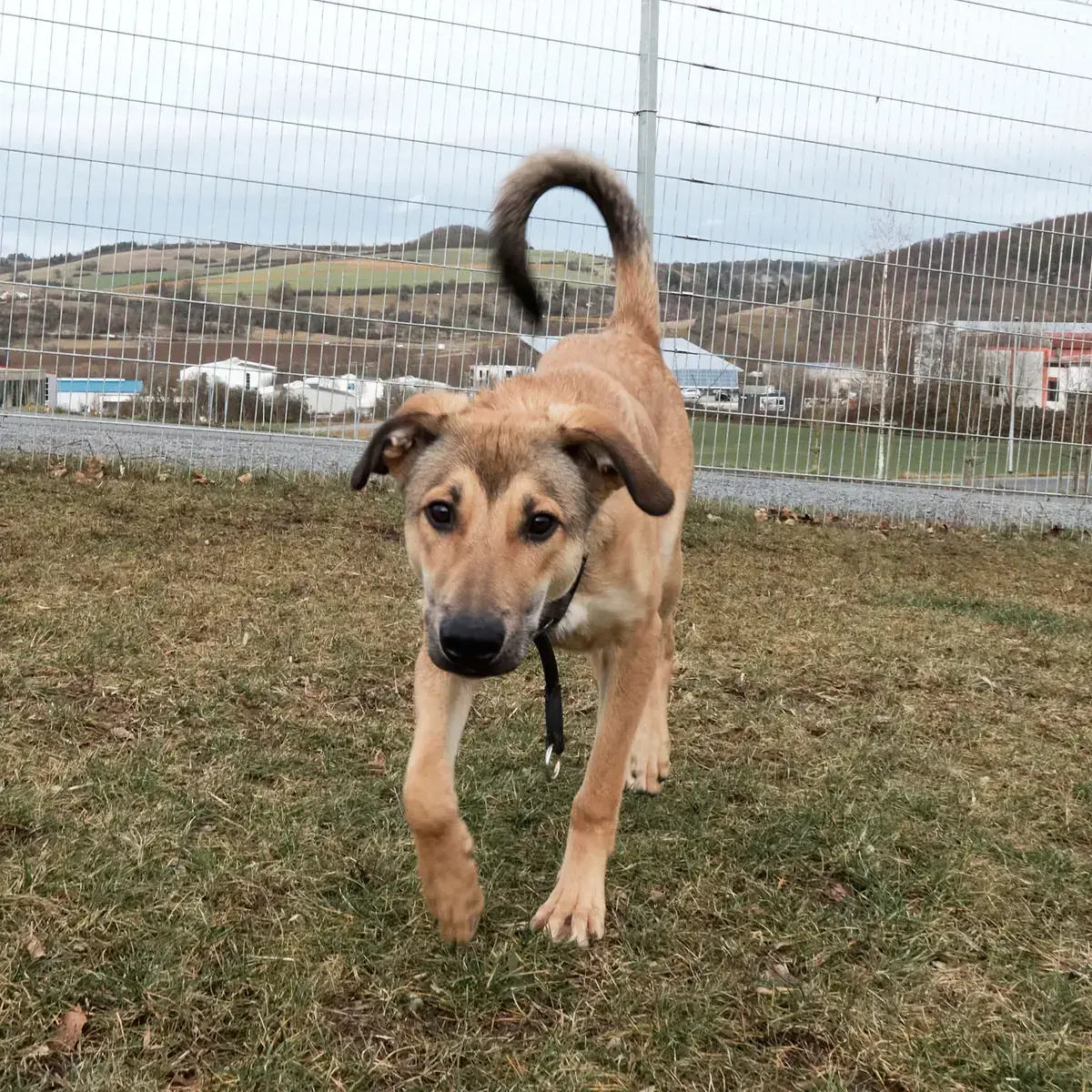 Luigi -  - Bild 5