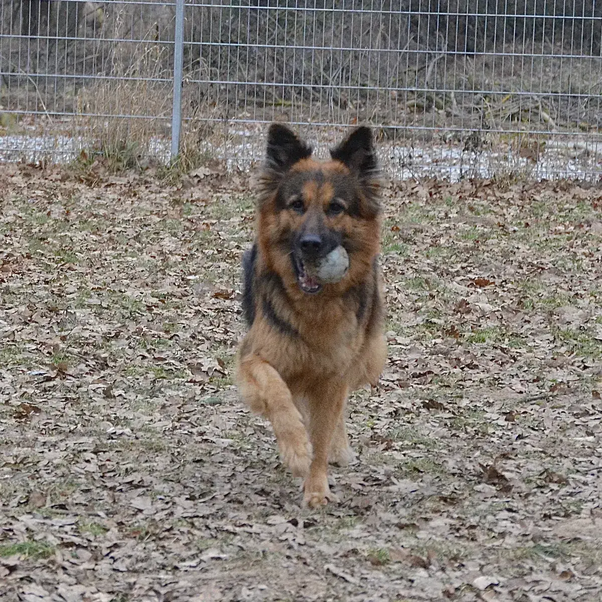 Asta - Deutscher Schäferhund - Bild 7