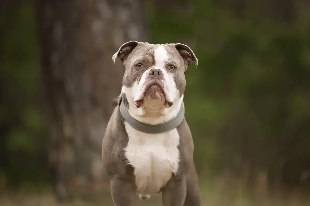 Buddy - Englische Bulldogge - Bild 3