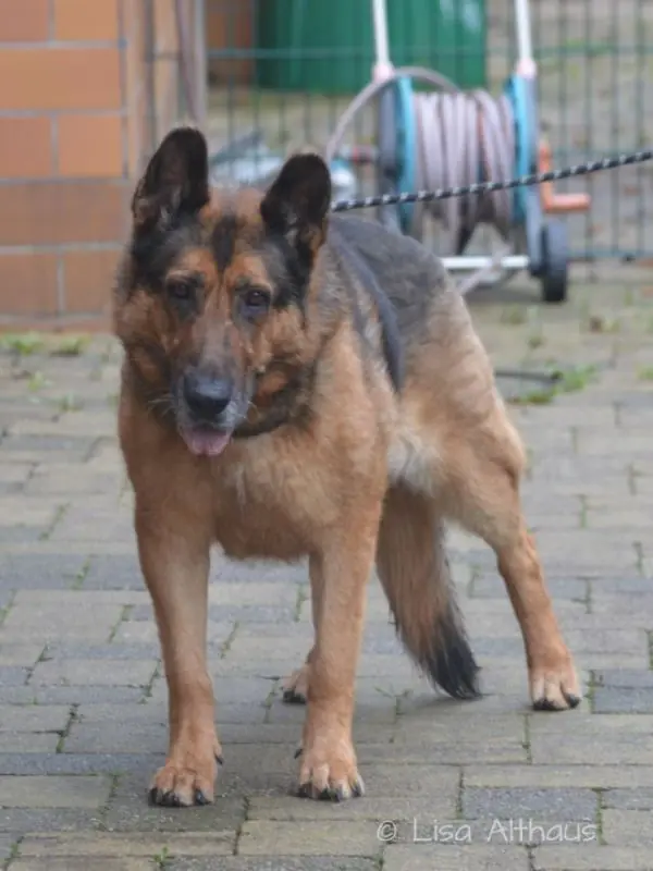 Zsazsa - Deutscher Schäferhund, Deutscher Schäferhund - Bild 1