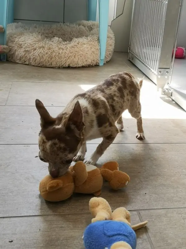 Hugo - Chihuahua - Bild 5