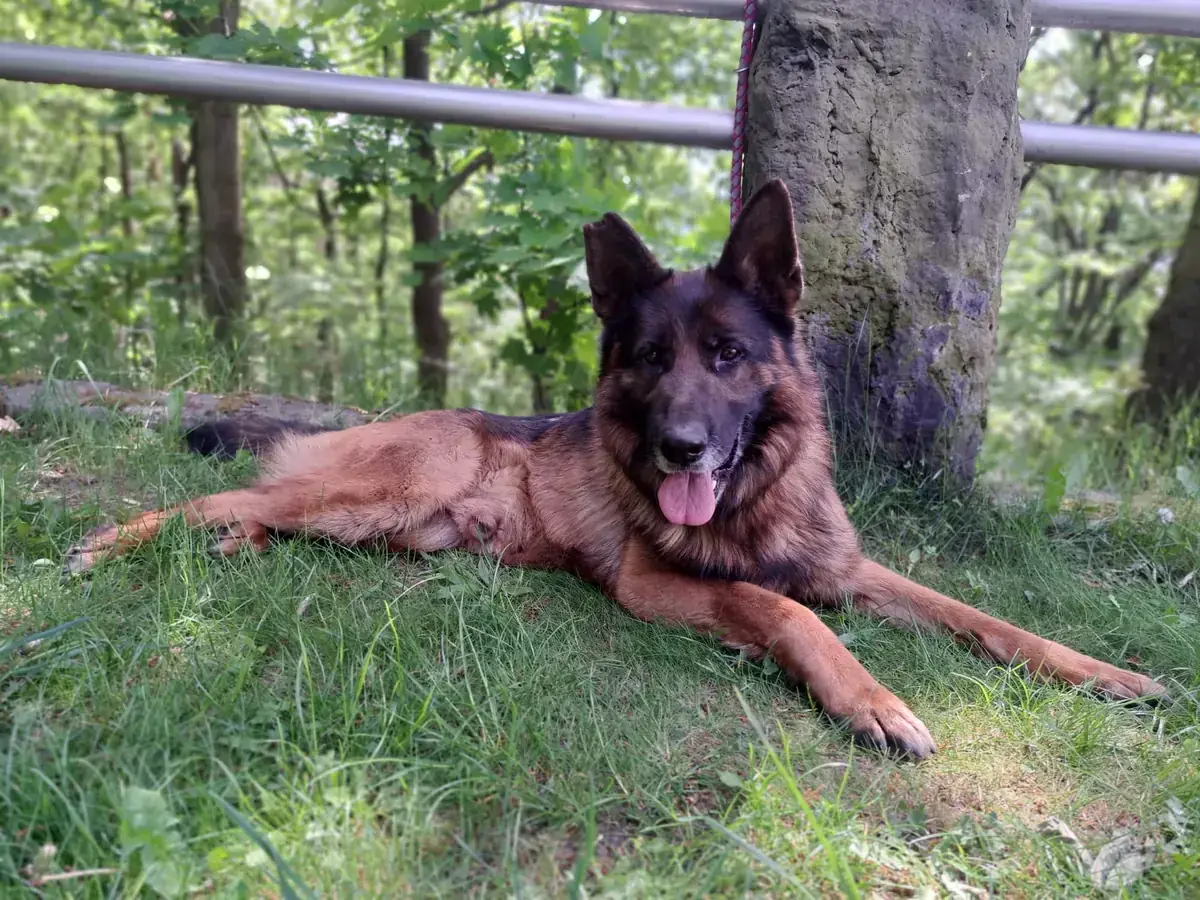 Deutscher Schäferhund Kayo