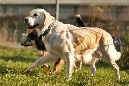 Irma – Golden Retriever – Bild 2