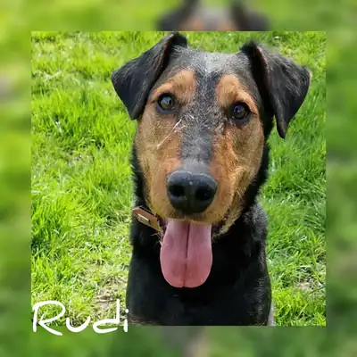 Rudi – Mischling – Bild 6