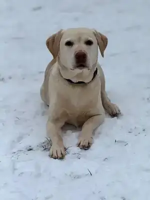Merry – Labrador Retriever – Bild 3